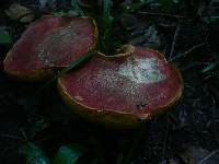 Boletus luridus image