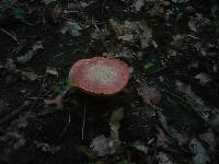 Boletus luridus var. rubriceps image