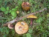 Boletus luridus image