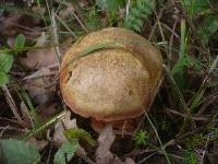 Boletus luridus image