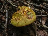 Boletus luridus image