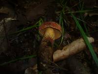 Image of Boletus queletii