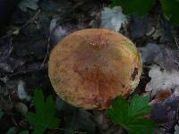 Boletus queletii image