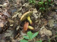 Boletus queletii image