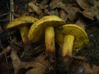 Boletus queletii image