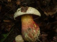 Boletus satanas image