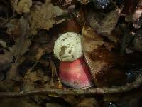 Boletus satanas image