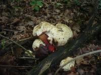 Boletus satanas image