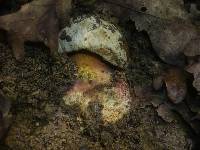 Boletus satanas image