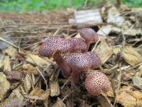 Gymnopilus luteofolius image