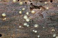 Helicogloea compressa image