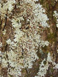 Lobaria quercizans image