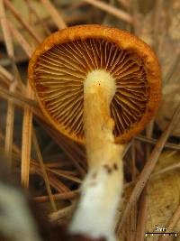 Gymnopilus sapineus image