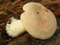 Lactarius chrysorrheus image