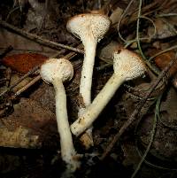 Clitocybe gibba image