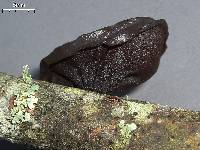 Exidia truncata image