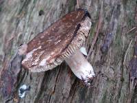 Russula dissimulans image