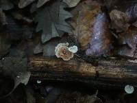 Crepidotus variabilis image