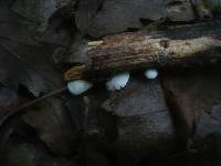 Crepidotus variabilis image