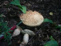 Leccinum pseudoscabrum image