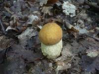 Leccinum pseudoscabrum image