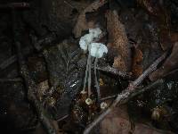 Mycena stylobates image