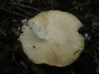 Russula vinosobrunnea image