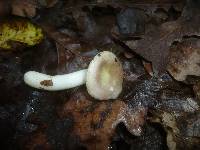 Russula fragilis image