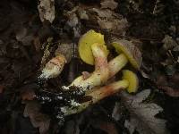 Boletus subtomentosus image