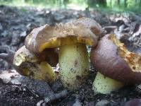 Boletus appendiculatus image