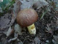 Boletus appendiculatus image