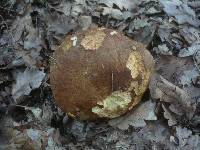 Boletus appendiculatus image