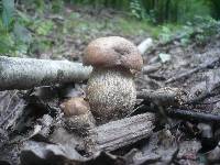 Leccinum duriusculum image