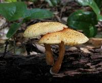 Gymnopilus aeruginosus image