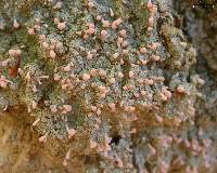Dibaeis baeomyces image