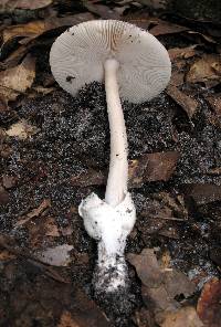 Amanita sect. Vaginatae image