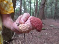 Suillus spraguei image