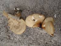 Royoporus badius image