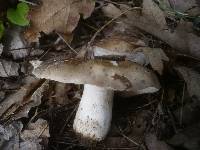 Russula densifolia image