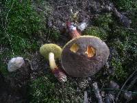 Boletus cisalpinus image