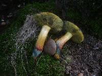 Boletus cisalpinus image