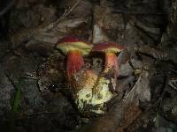 Boletus rubellus image