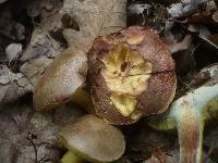 Boletus rubellus image