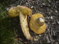 Boletus appendiculatus image