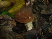 Boletus depilatus image