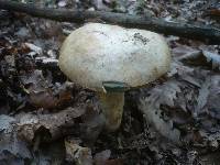 Boletus fechtneri image