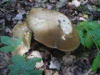 Boletus radicans image