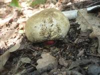 Boletus satanas image