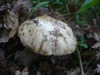 Boletus satanas image