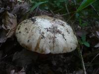 Boletus satanas image